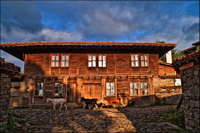 Кози в село Жеравна