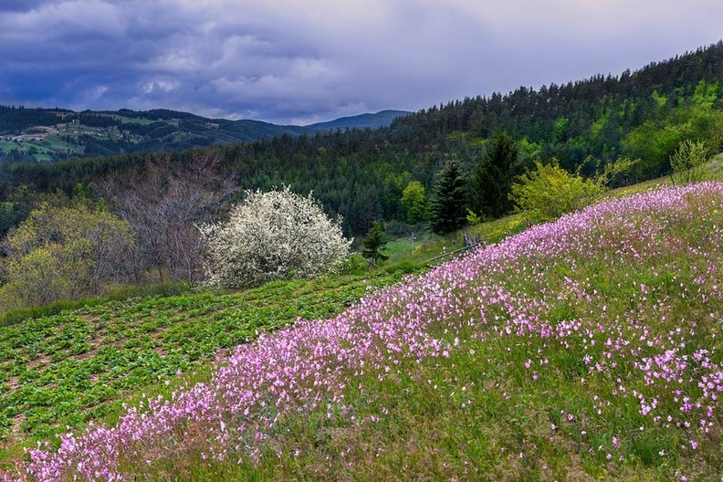 Пролет в Родопите