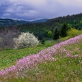 Пролет в Родопите