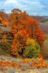 Цветна есен