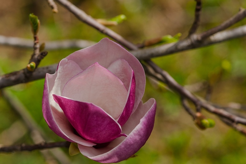 20150418_DSC5988-magnolia.jpg
