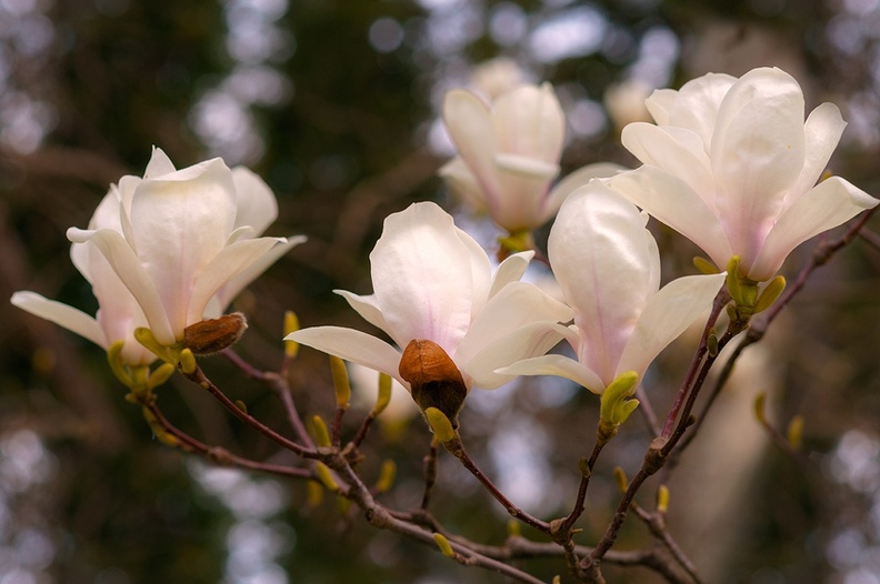 20150418_DSC6001-magnolia.jpg