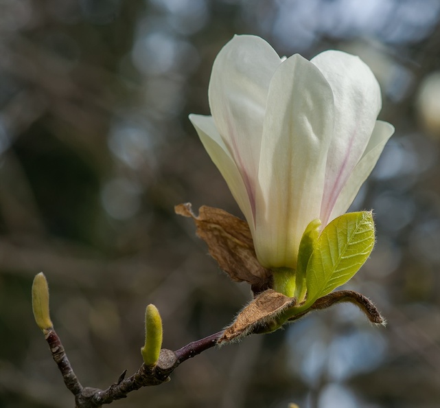 20150418_DSC6005-magnolia.jpg