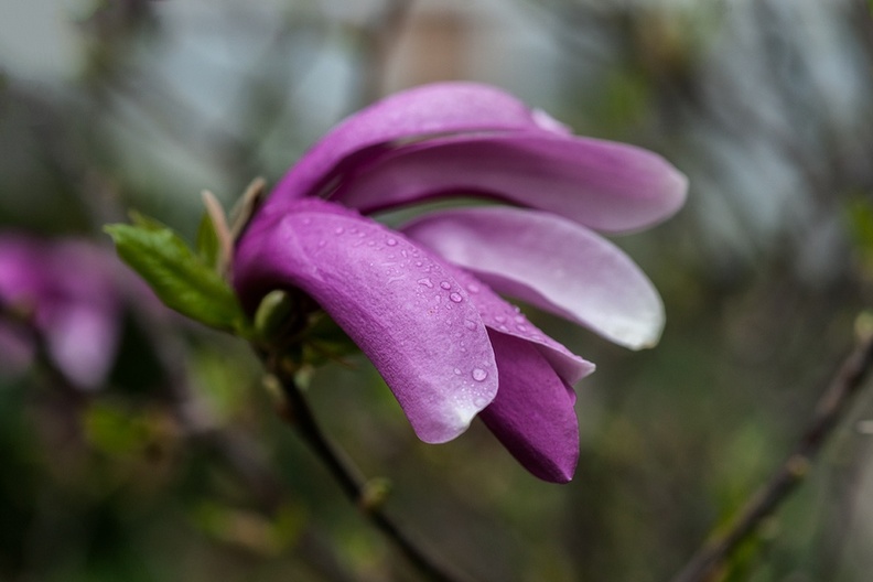 20150418_DSC6146-magnolia.jpg